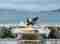 This image for Image Layouts addon